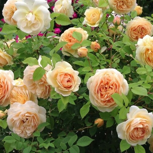 Виды роз с сильным ароматом