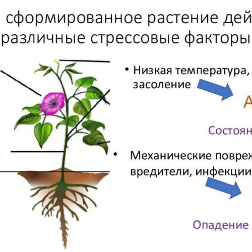 Как повысить стрессоустойчивость растений