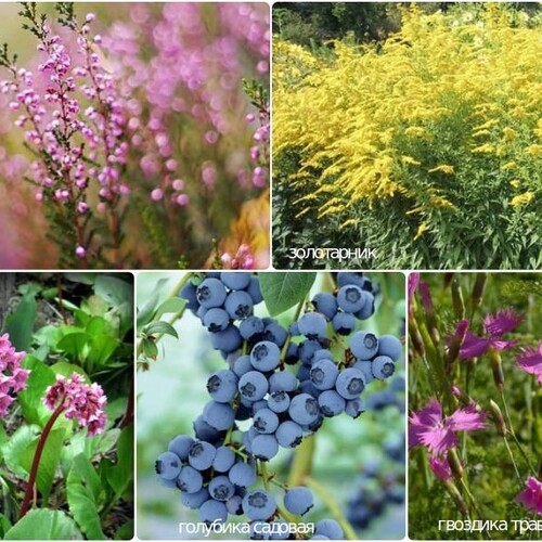 Лучшие растения для цветника на кислой почве