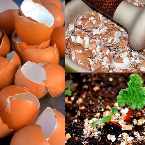Польза яичной скорлупы для вашего огорода