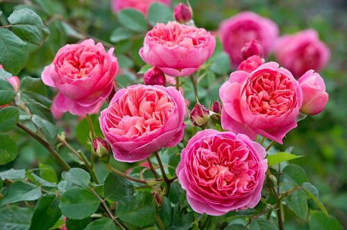 Английские розы: описание лучших сортов, советы по уходу