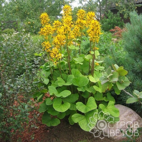Бузульник: идеальное растение для тенистого сада