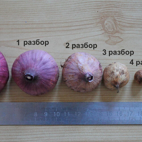 Разбор и классификация луковиц тюльпанов