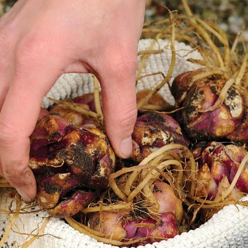 Как сохранить луковицы и корневища многолетников до посадки