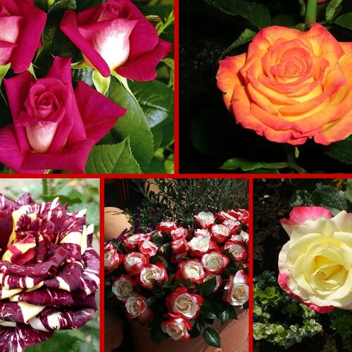 Какие сорта роз выбрать начинающему цветоводу