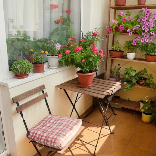 Как ухаживать за балконными растениями