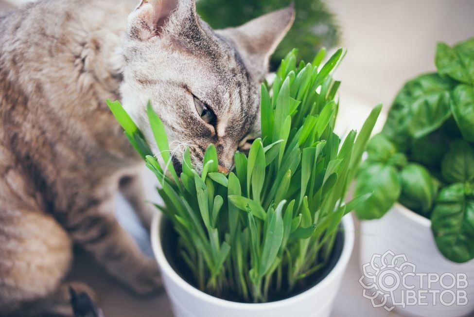 Растения для кошек. Ядовитые и полезные