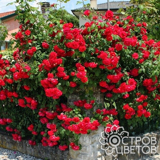Как красиво посадить розы в огороде (73 фото)
