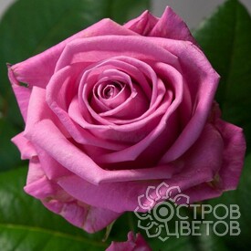Саженцы Роз В Интернет Магазине Новосибирска