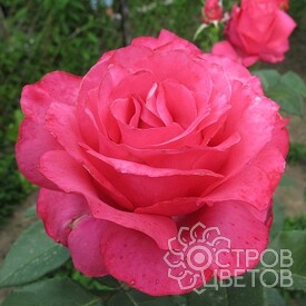 Роза Высоцкий