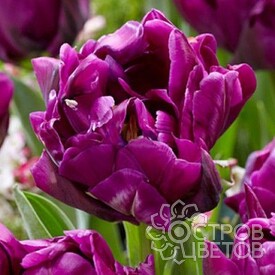 Тюльпан Purple Peony