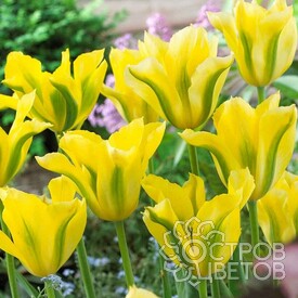Тюльпан Yellow Springgreen