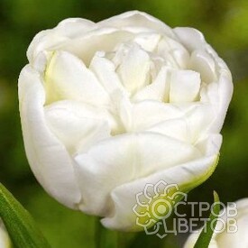 Тюльпан White Heart