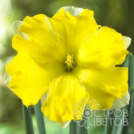Нарцисс Pretty in Yellow
