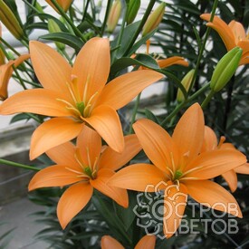 Лилия Orange Cocotte