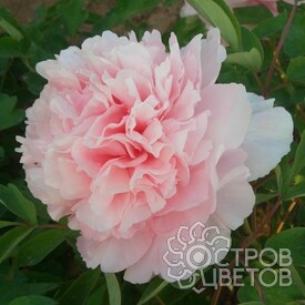 Пион Розовый сад Чжао